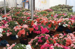 苗木花卉,绿色经济新引擎的崛起与未来展望